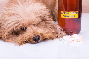 Relief pet dog after ears cleaned with apple cider vinegar clipart