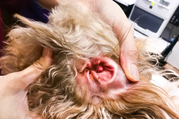 Vet examining inflammed ear infection of pet dog