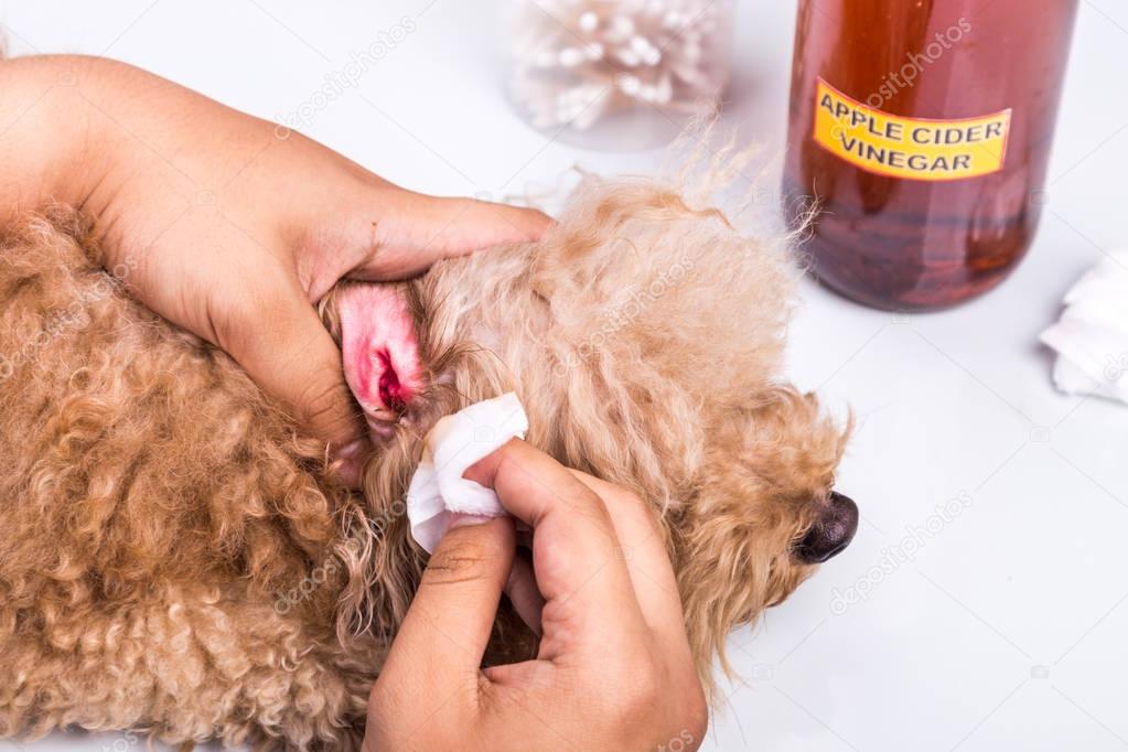 Person cleaning inflammed ear of dog with apple cider vinegar