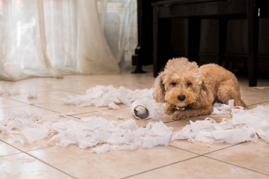 Yaramaz köpek yok doku parçalar halinde rulo ne zaman evde yalnız