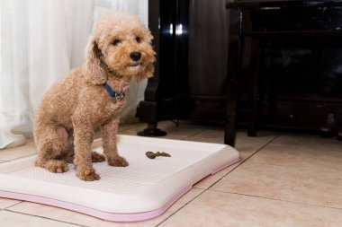 Kaniş köpek tuvalet tepsi kaka dışkı ile eğitim yanında