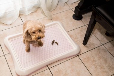 Kaniş köpek tuvalet tepsi kaka dışkı ile eğitim yanında