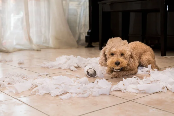 Непослушный пес разрушил ткани рулонов на куски, когда дома один — стоковое фото