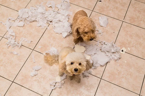 Naughty dog destroyed tissue roll into pieces when home alone — Stock Photo, Image