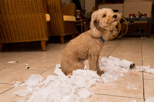 Perro travieso destruido tejido rollo en pedazos cuando casa solo — Foto de Stock