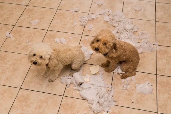 Naughty dog destroyed tissue roll into pieces when home alone — Stock Photo, Image