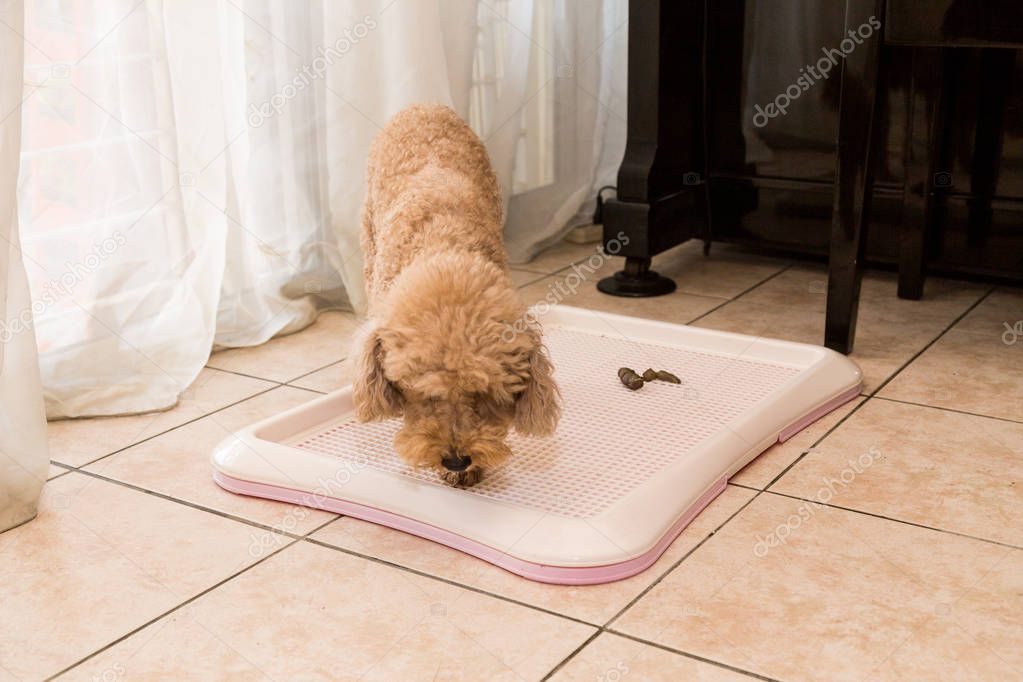 Poodle dog next to training toilet tray with poop faeces
