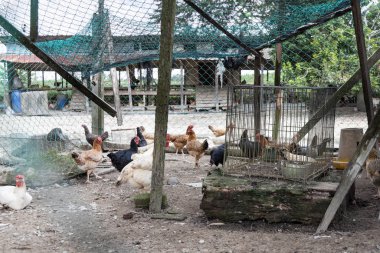 Malezya 'da tavuk ve tavuk çiftliği