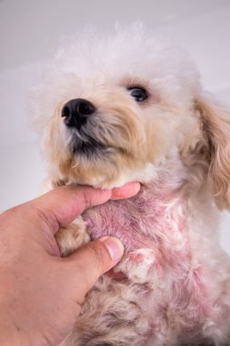 Alerjisi yüzünden kızarık derili bir köpek.