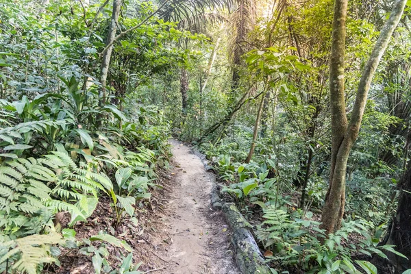 Tropical jungle hiking trail with lush foliage in Malaysia