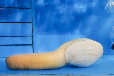 Restoran akvaryumunda geoduck, pahalı ve popüler kabuklu deniz ürünleri. 