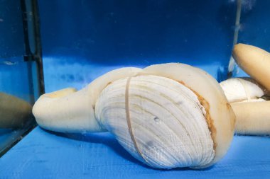 Restoran akvaryumunda geoduck, pahalı ve popüler kabuklu deniz ürünleri. 