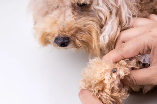 На шерсти собаки обнаружен большой клещ-кровосос — стоковое фото