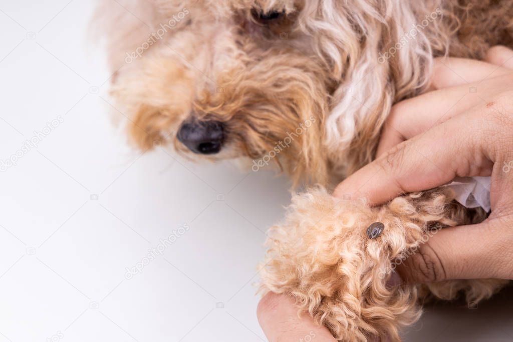 Big blood sucker tick  discovered on dog's fur