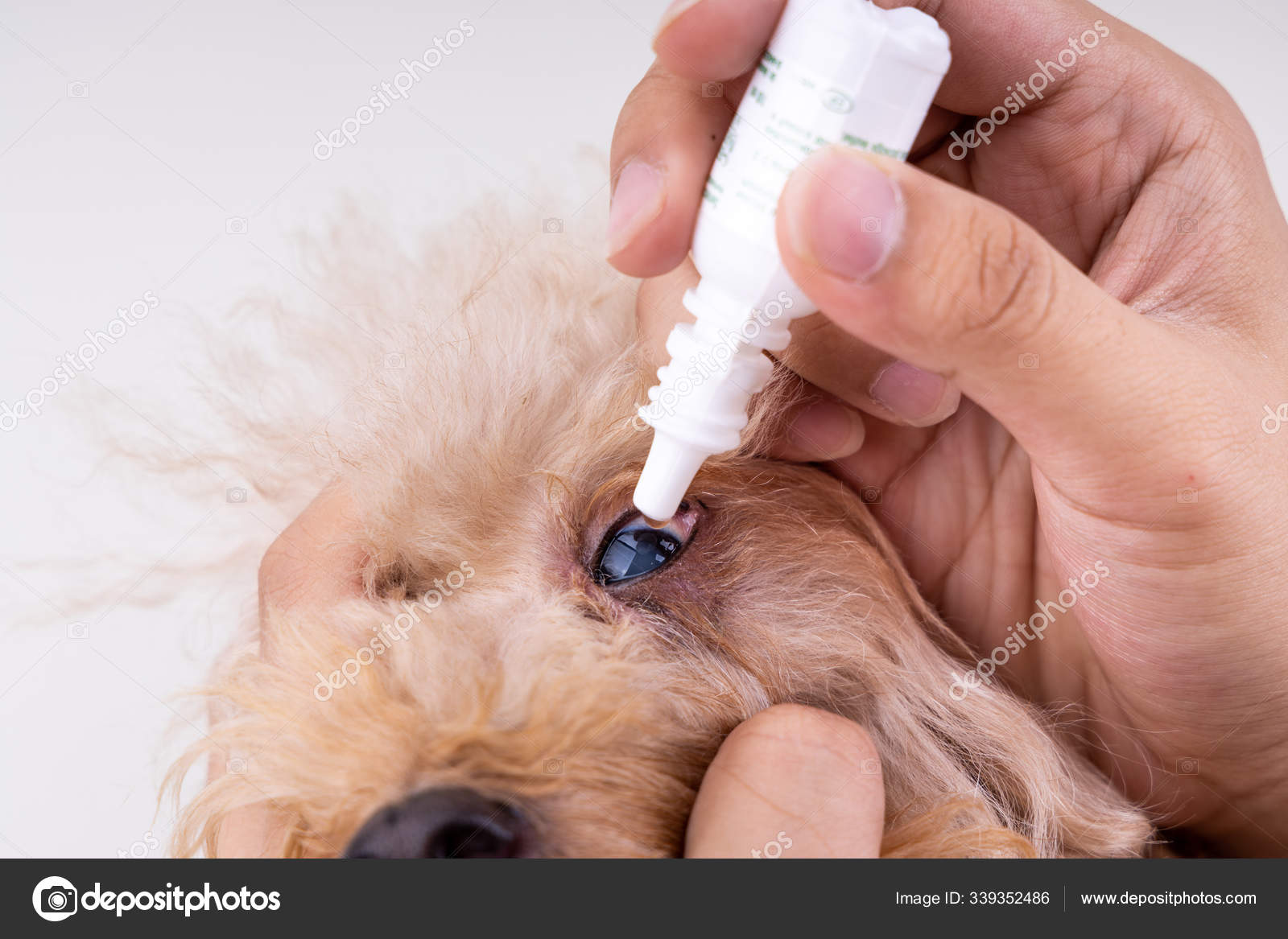 Hand applying eye drop onto dog eye with cataract problem Stock Photo by  ©Thamkc 339352486