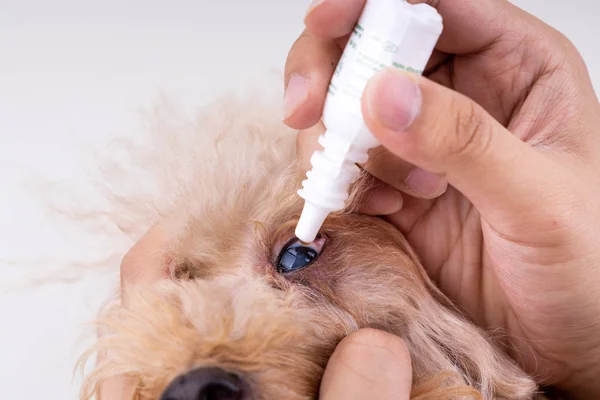 Hand appliziert Augentropfen auf Hundeauge mit Kataraktproblem — Stockfoto