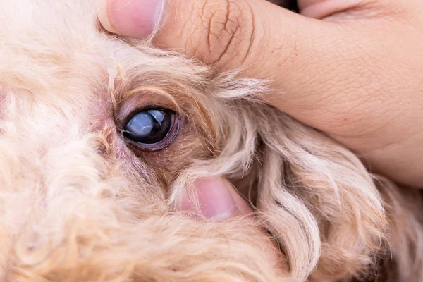 Hand umarmt Pedigree Pudel Hund mit Katarakt-Problem auf dem Auge — Stockfoto