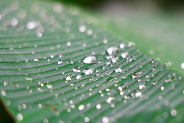 Yaprağın üzerindeki su damlacıklarının küçük bir alan derinliğiyle yakınlaştırılması