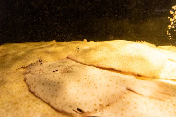 Turbot fish in restaurant aquarium awaiting diners to choose for dining