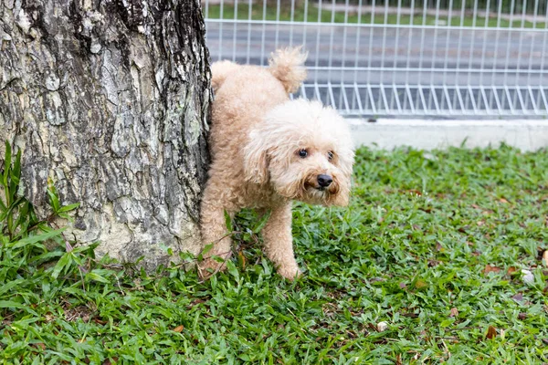 Perro Caniche Macho Orinar Pis Tronco Del Árbol Parque Aire — Foto de Stock