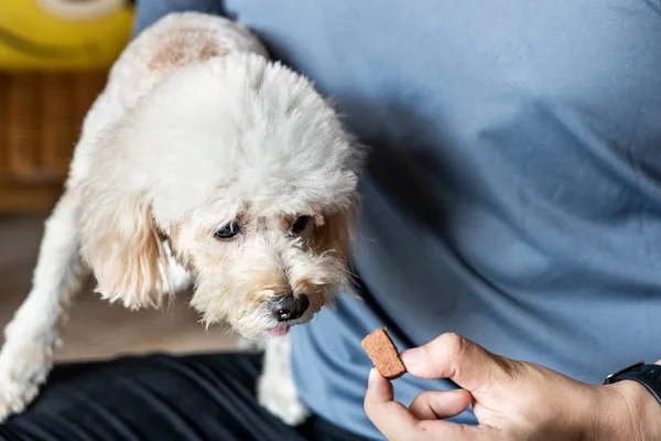 Série Personne Nourrir Caniche Chien Compagnie Avec Des Vers Cœur — Photo