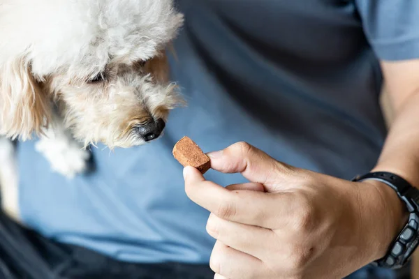 Série Personne Nourrir Caniche Chien Compagnie Avec Des Vers Cœur — Photo