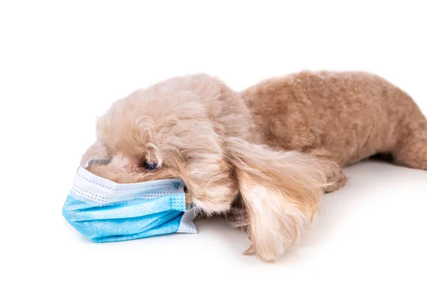 Perro Mascota Caniche Con Mascarilla Para Proteger Contra Virus Gripe — Foto de Stock