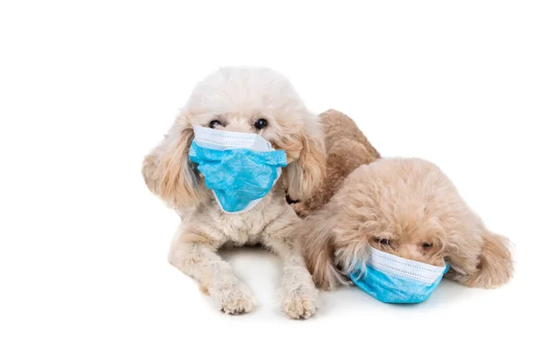Cão Estimação Poodle Com Máscara Facial Para Proteger Contra Vírus — Fotografia de Stock