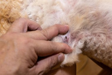 Duştan sonra evcil köpek vücudunda bulunan pire kenesinin yakın plan görüntüsü.