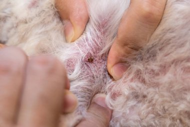 Duştan sonra evcil köpek vücudunda bulunan pire kenesinin yakın plan görüntüsü.