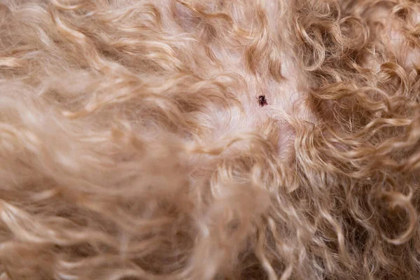 Duştan sonra evcil köpek vücudunda bulunan pire kenesinin yakın plan görüntüsü.