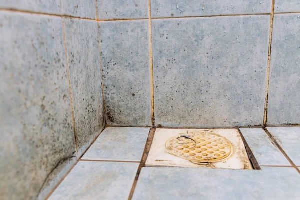 浴室の壁のタイルの表面に成長するカビ 汚れた不衛生なカビ — ストック写真