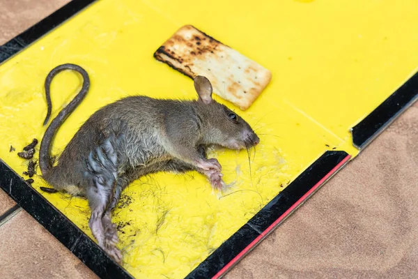 Rat Muis Gevangen Lijm Val Met Biscuit Als Aas — Stockfoto