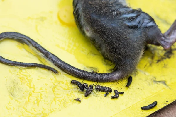 Close Rat Feces Shit Poop Droppings Excreted Glue Trap — Stockfoto