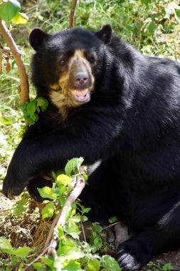 Brillenbaer Lehnt am Felsen