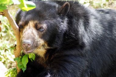 Brillenbaer Lehnt am Felsen