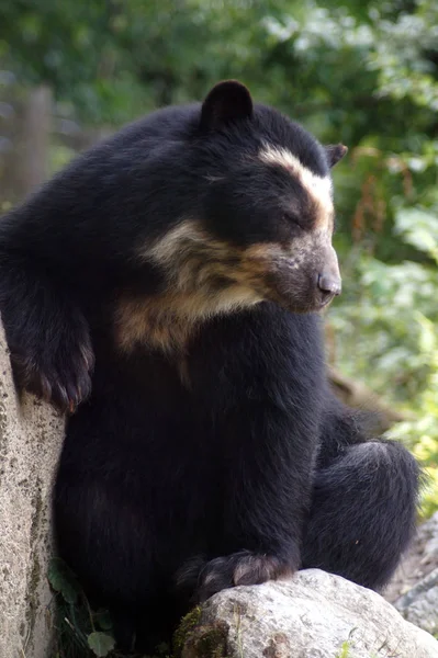Brillenbaer Lehnt am Felsen
