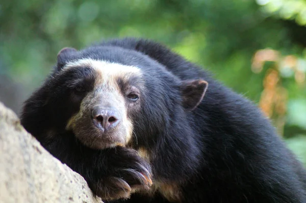 Brillenbaer lehnt am Felsen — Foto Stock