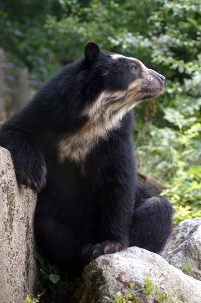 Brillenbaer Lehnt am Felsen