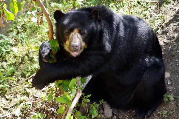 Brillenbaer Lehnt am Felsen