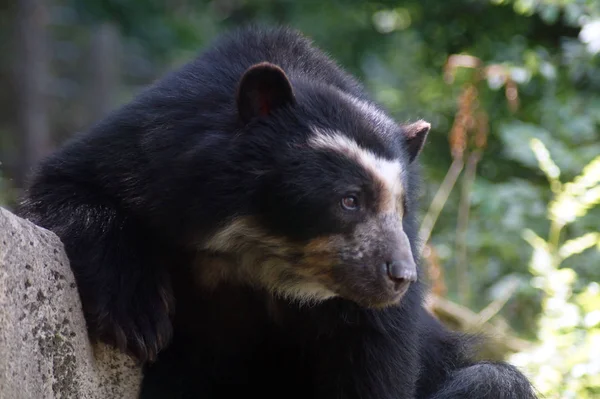 Brillenbaer Lehnt am Felsen