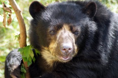Brillenbaer Lehnt am Felsen