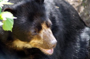 Brillenbaer Lehnt am Felsen