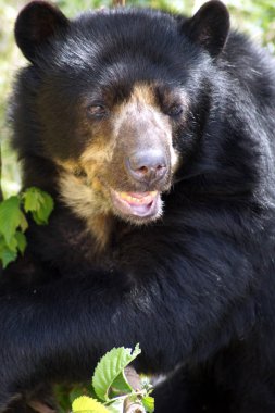 Brillenbaer Lehnt am Felsen