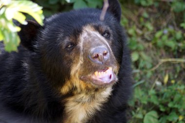 Brillenbaer Lehnt am Felsen