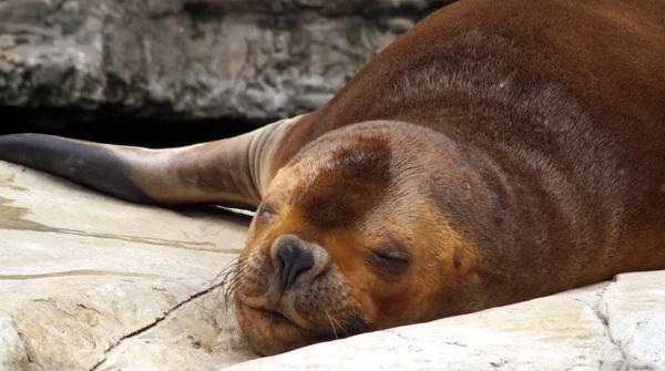 Uyuyan bir Patagonya deniz aslanı portresi 