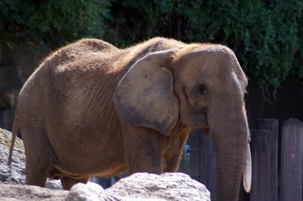 Bir Afrika filinin portresi