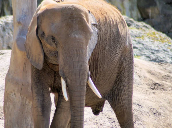 Bir Afrika filinin portresi