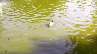 Ördek yüzmek ve park su birikintisi içinde dalış