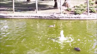 Ördek yüzmek ve park su birikintisi içinde dalış